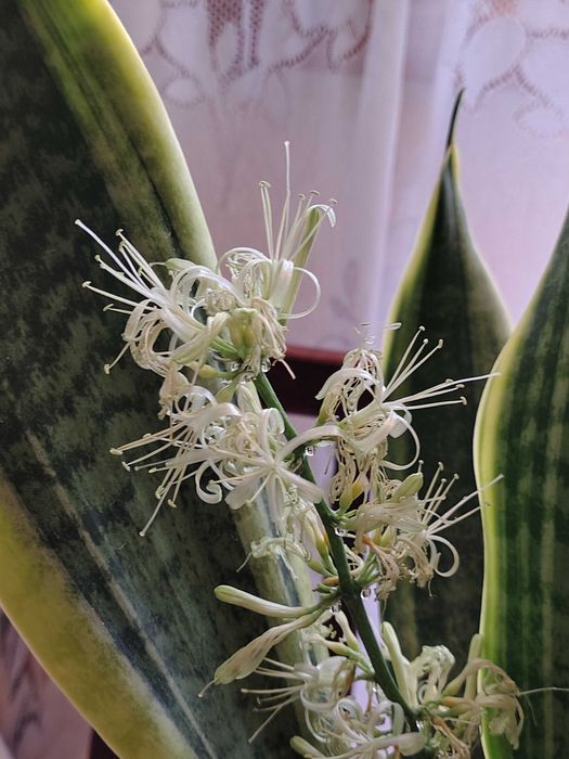 Сансев'єрії, хлорофітуми. У них очищувальні, противірусні властивості.