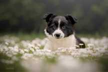 Sprzedam szczeniaka Border Collie  Dogoterapia Suczka Czarno Biała FCI