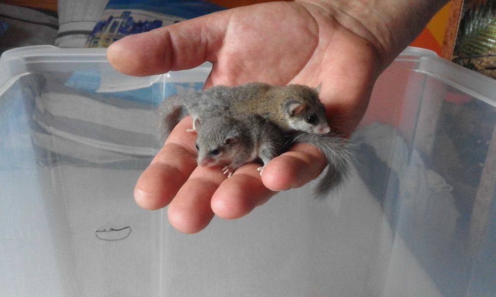 Popielice afrykańskie