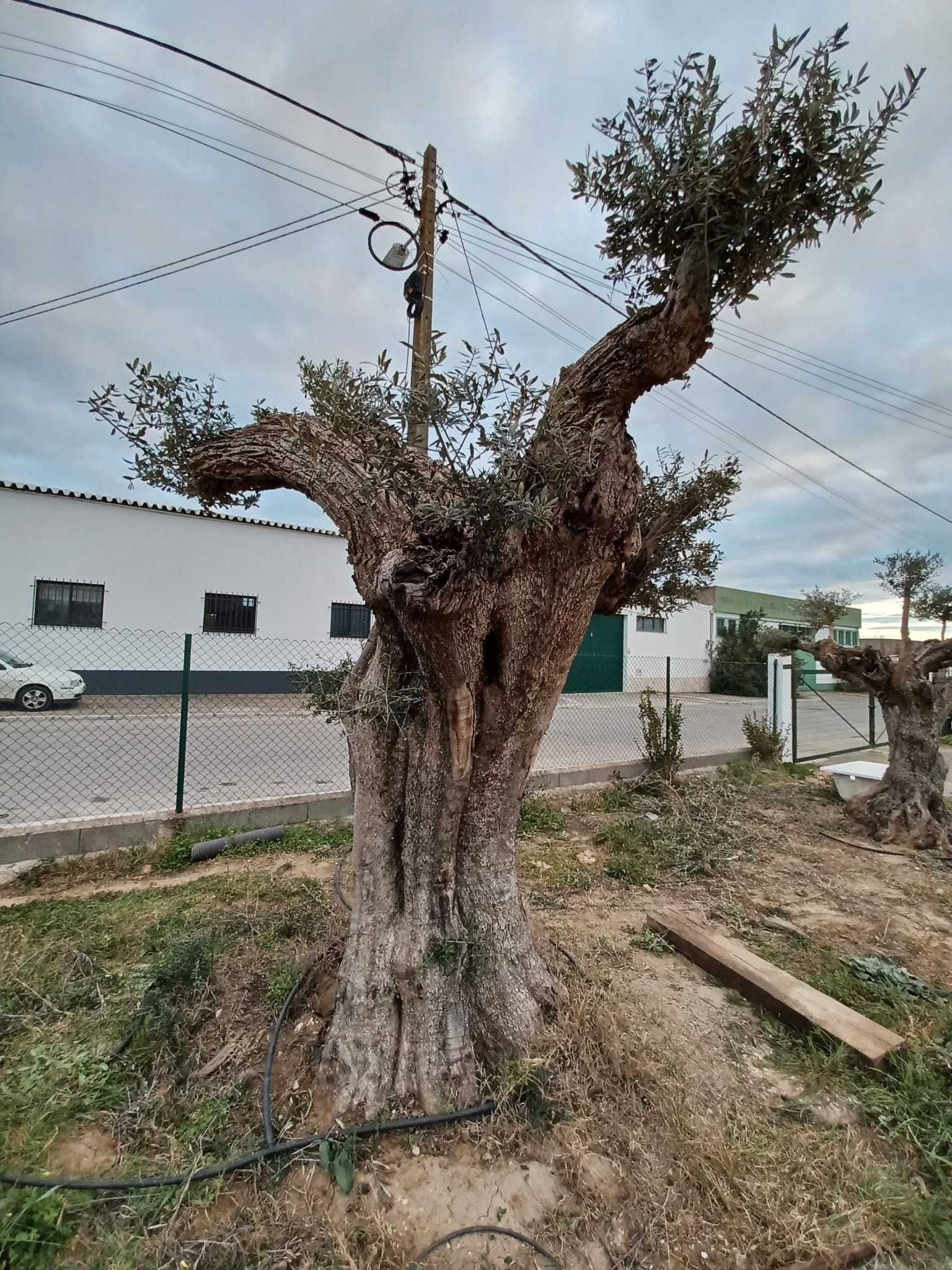 Oliveira Centenária Bonsai »»» must-have for landscape architecture!