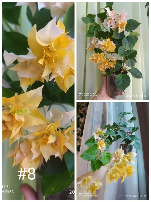 Бугенвілія  акційна ціна. Махрові, стандартні. Квітучі