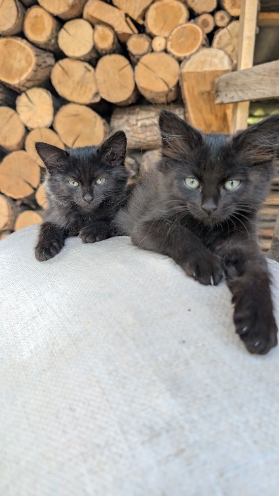 Котята ,кіт , котик