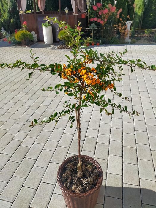 Піроканта  Піраканта  3 кольори Великий вибір багаторічних рослин