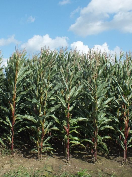 Nasiona kukurydzy CEBIR kiszonka FAO 240 (80 tys. nasion)