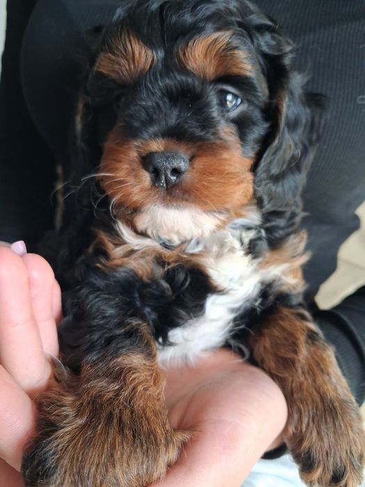 Cavapoo chłopczyk prześliczny  ! Jedyny taki cudny  !