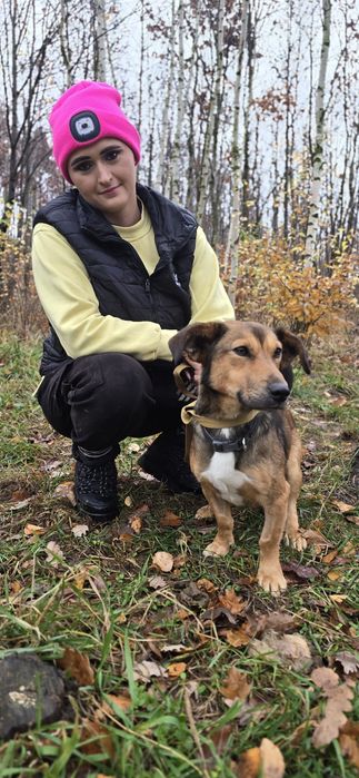 Do adopcji 1.5 roku 10kg niskopodłogowy