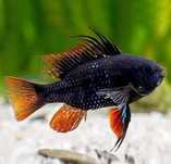Ramireza Czarna Black