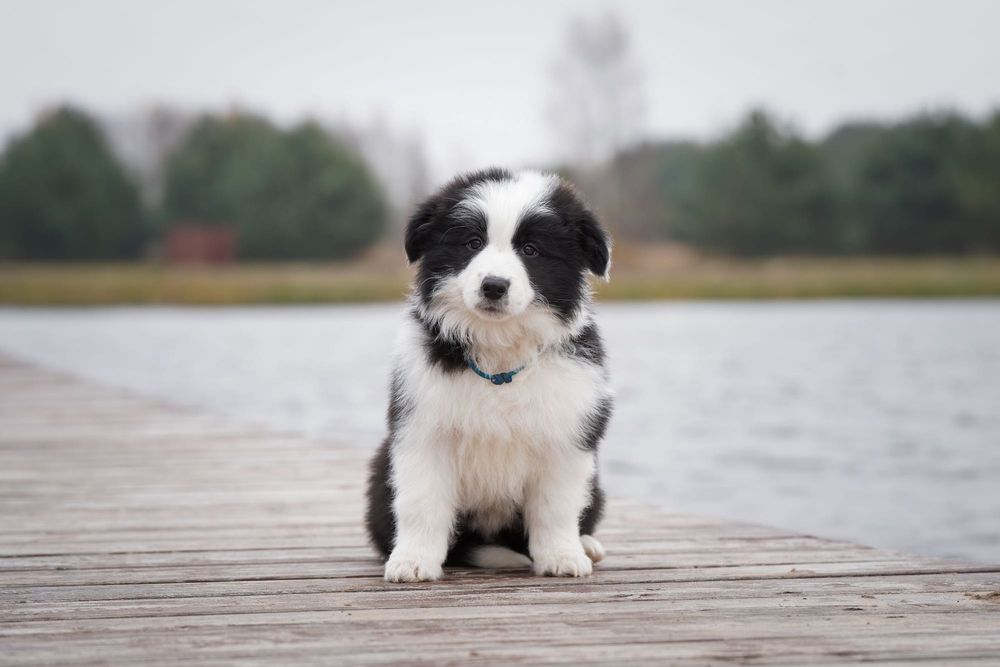 Szczeniak border collie