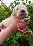 Golden Retriever FCI. Już są z nami