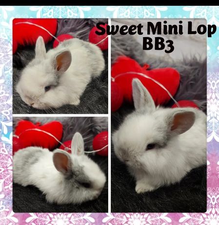 hobbistyczna hodowla królików Sweet Mini Lop L.z.h.k L181
