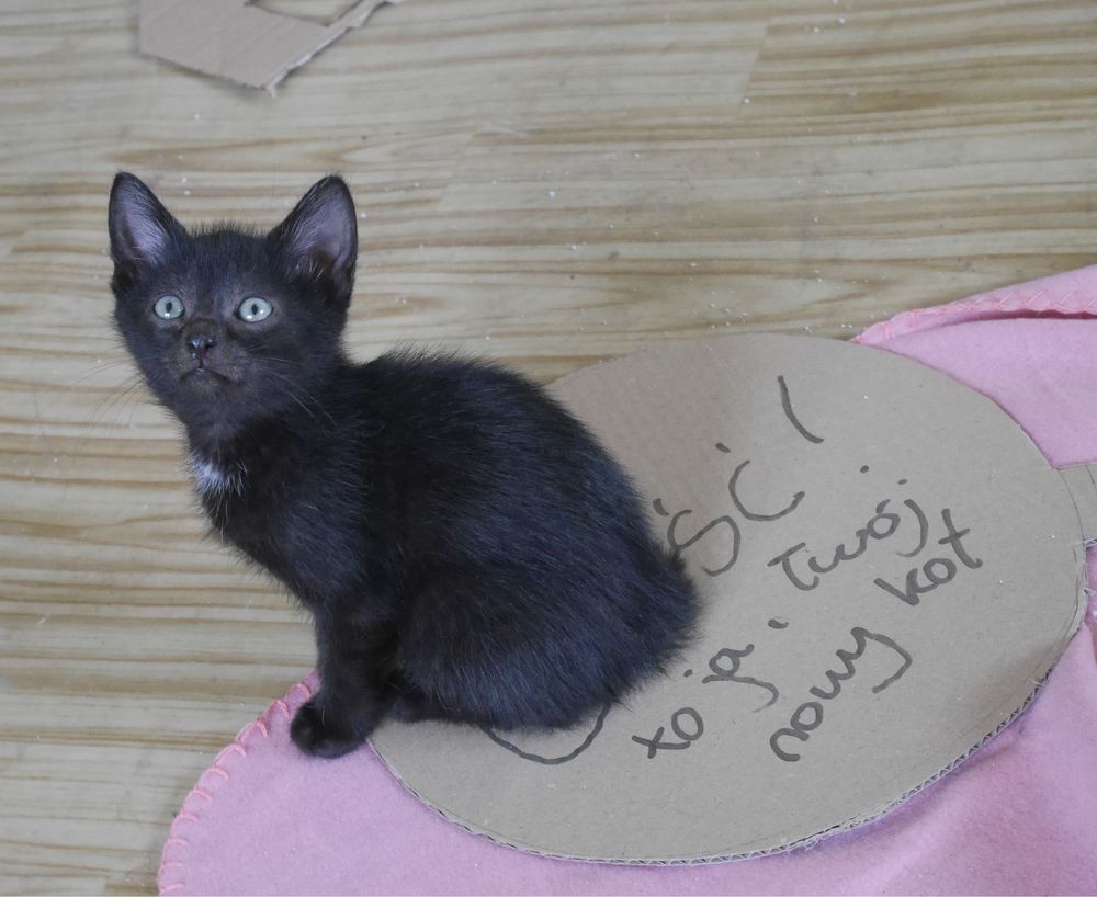 Małe cudo do adopcji