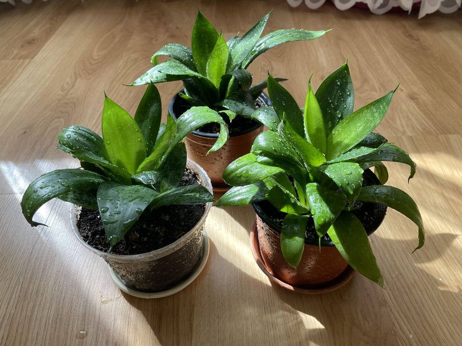 Сансев'єра / сансевієрія