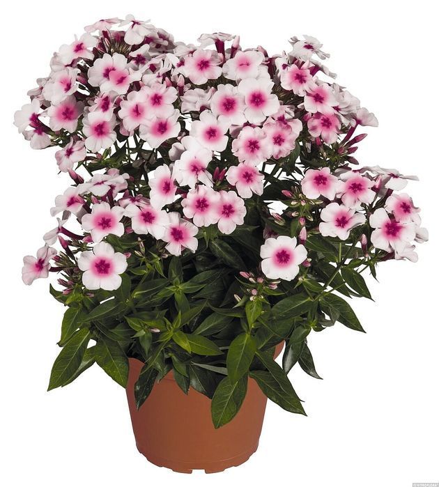 Floks 'Flame® Pro Soft Pink' Phlox C1