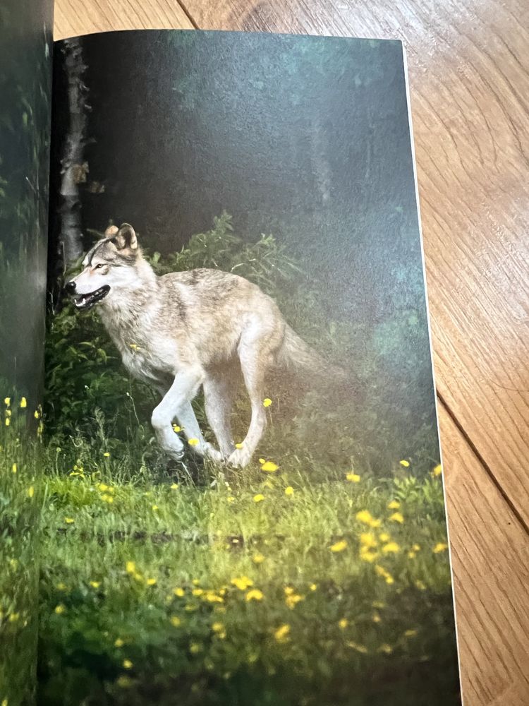 Wilk lew i ja książka