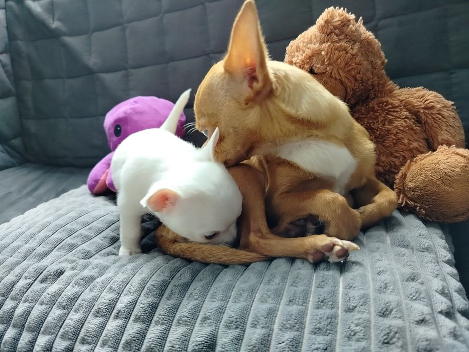 Sprzedam suczkę rasy chihuahua
