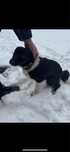 Oddam Suczke w typie rasy  Border collie