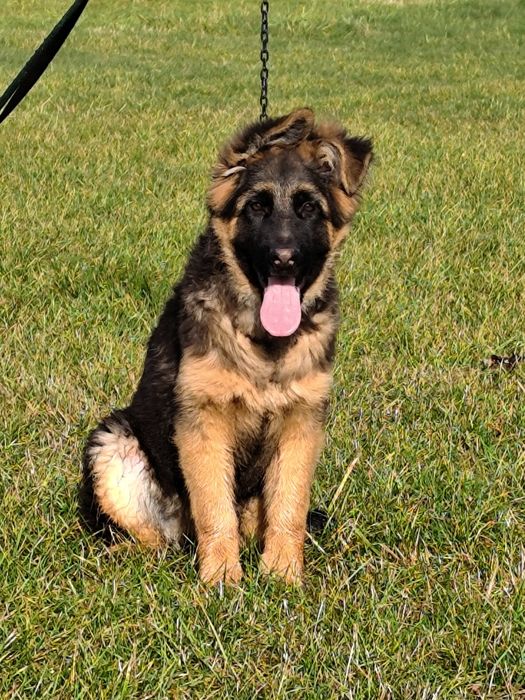 Owczarek Niemiecki Długowłosy pieski 4 miesiące ZkwP FCI