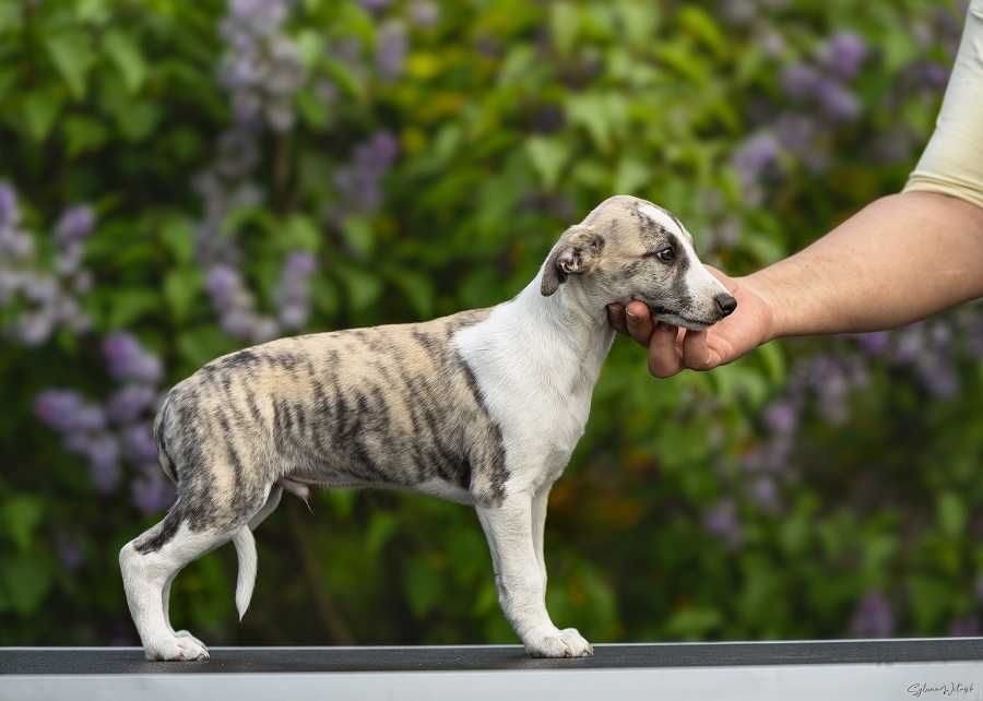 Chart Angielski whippet
