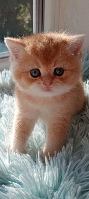 Британський золотий шиншилла