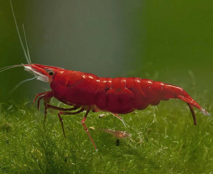 GB Krewetka Czerwona - Red Cherry po sakurach! - dowóz ryb!