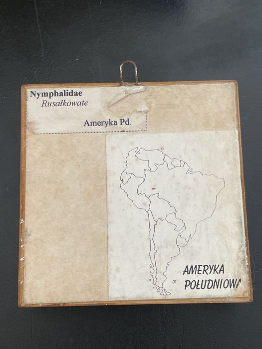 Motyl Nymphalidae z Ameryki Poludniowej w ramce w gablotce