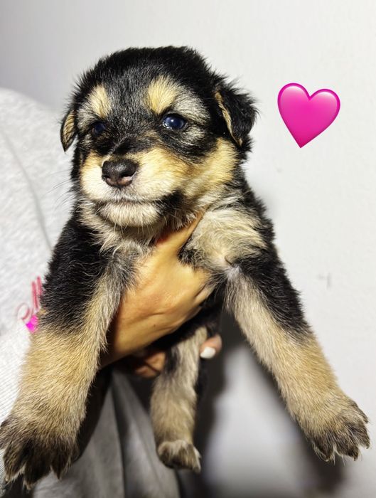 17 cães bebés para adoção responsável