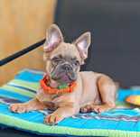 French Bulldog flaffi maco
