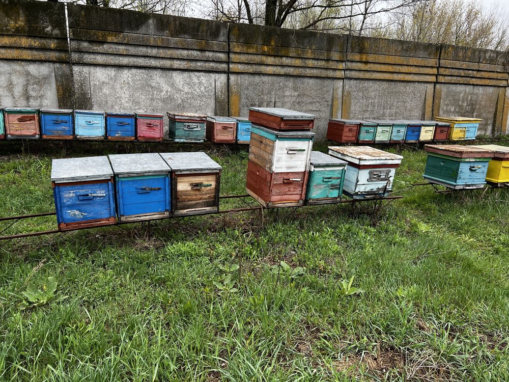 Продажа уликов 100 семей с пчелами. Пчелы