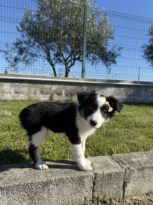 Border collie Preta e branca super Meiguinha