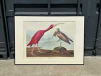 Litografia original da época – James Audubon (1973)
99 x 66 cm