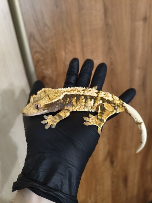 Gekon Orzęsiony Samica