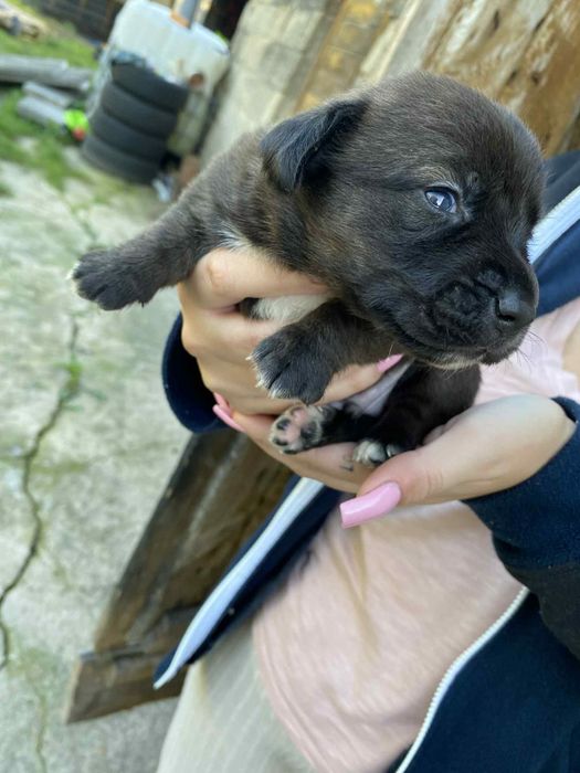 Male pieski szukaja domu