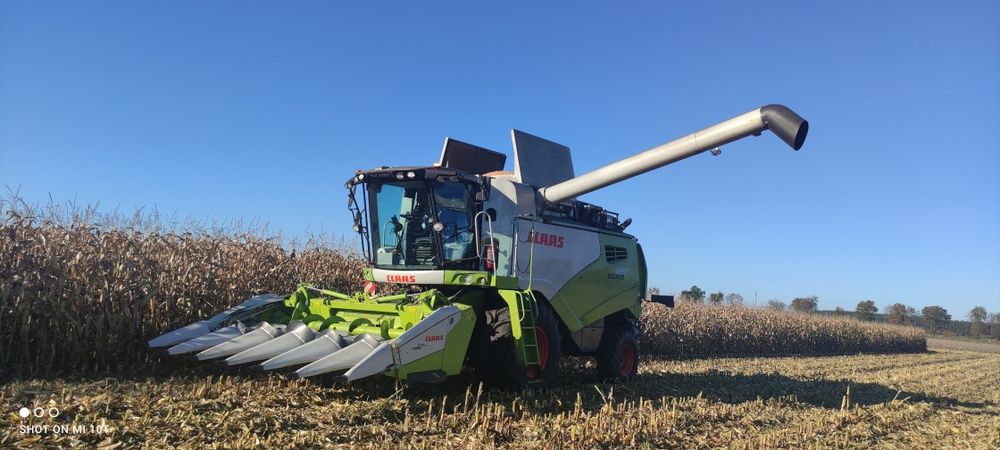 Koszenie , Zbiór Kukurydzy na Ziarno