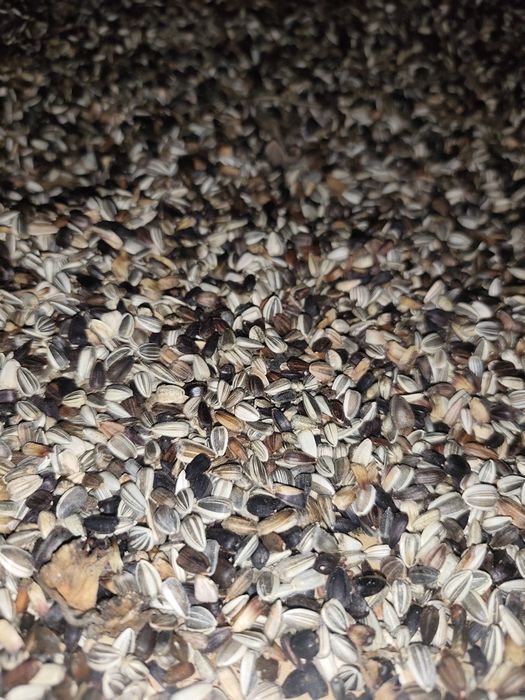 Słonecznik na kwiaty ,wielokolorowy. Idealny pod programy unijne.