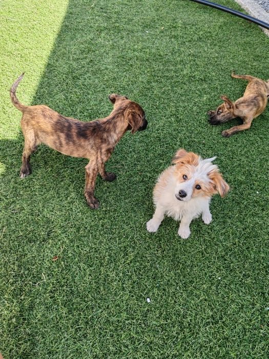 Dou cachorros porte  pequeno/médio