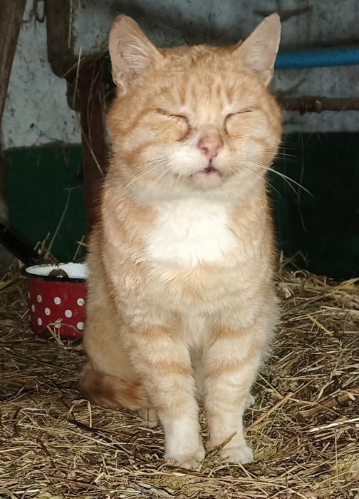 Kocur kotek rudy duży łagodny