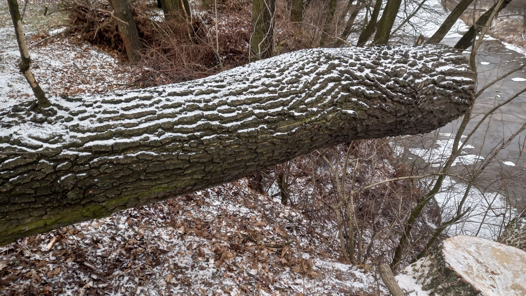 Dąb. Pień dębu. Drewno