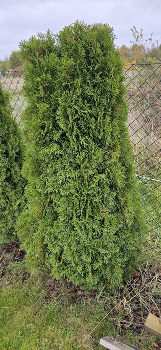 Iglaki tuje szmaragdy