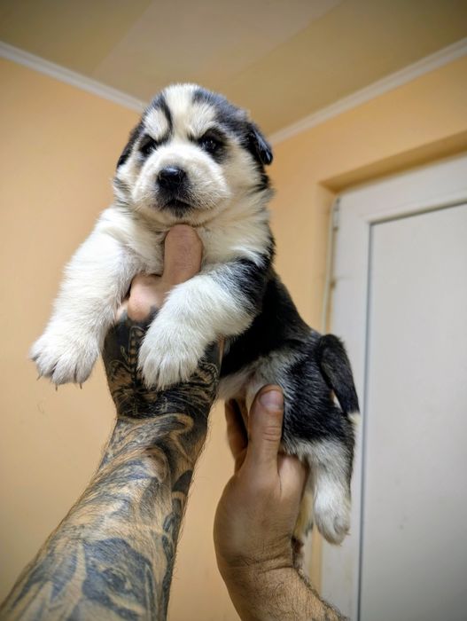 Голубоокі грайливі хаскі