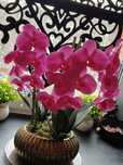 Przepiękny duży różowy storczyk orchidea w złotej ceramicznej doniczce
