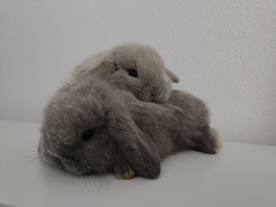Mini Lop królik gotowe na zmianę domku