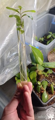Хеймия иволистная (Heimia salicifolia) саженцы