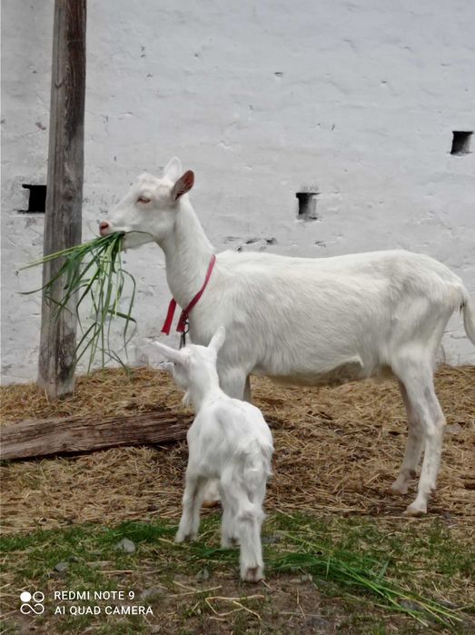 Коза, кізочка зааненка