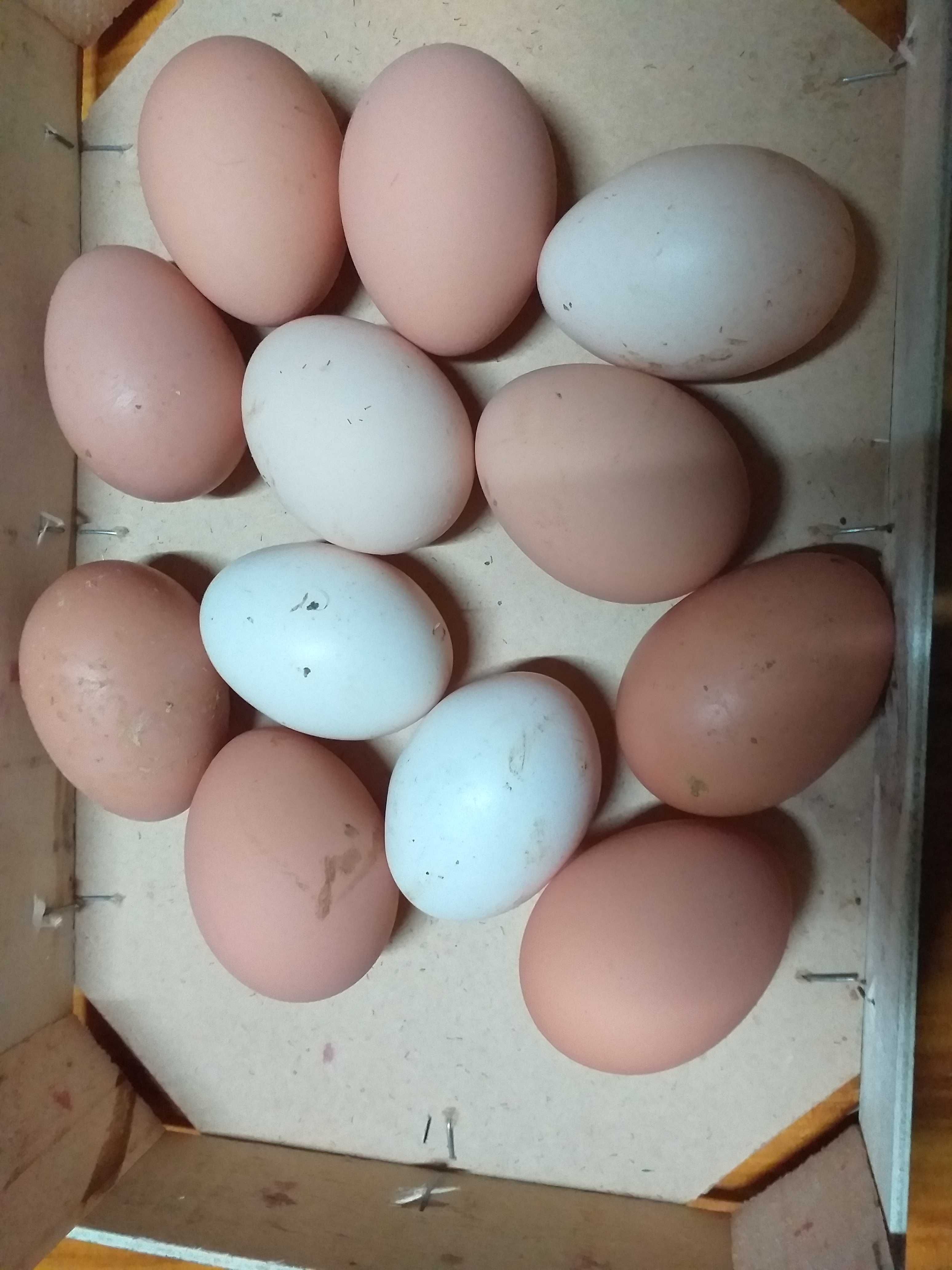 Ovos galinha, dúzia