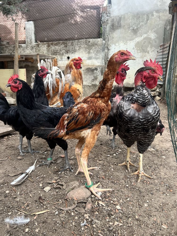 Pekins, indios gigantes e preta lusitanica