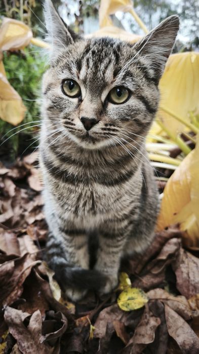 Віддам кошеня в хороші руки