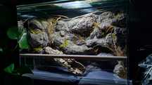 Terrarium dla gekona lamparciego 60x30x40