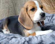 Szczenaik Beagle