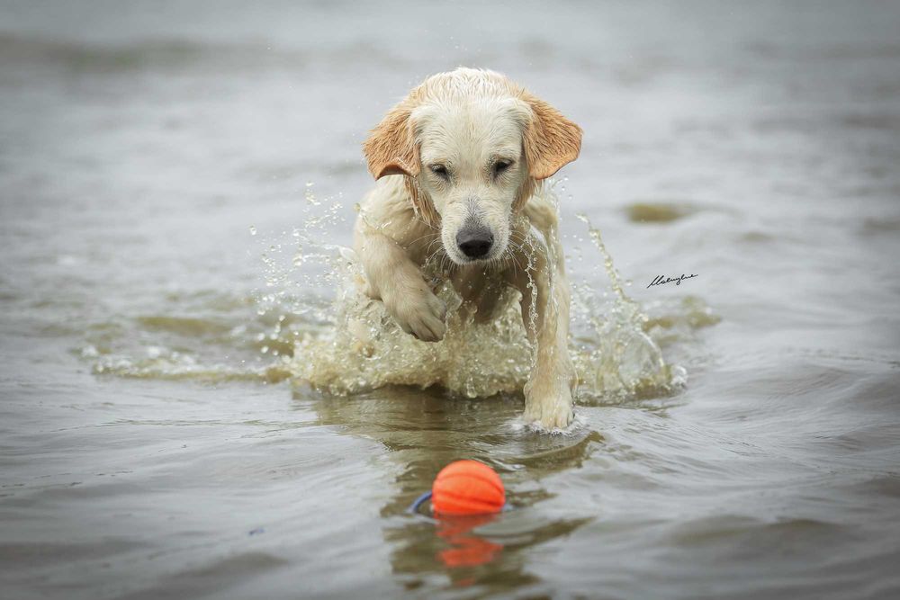 Golden Retriever FCI zapowiedź miotu. Wiosna 2026r.