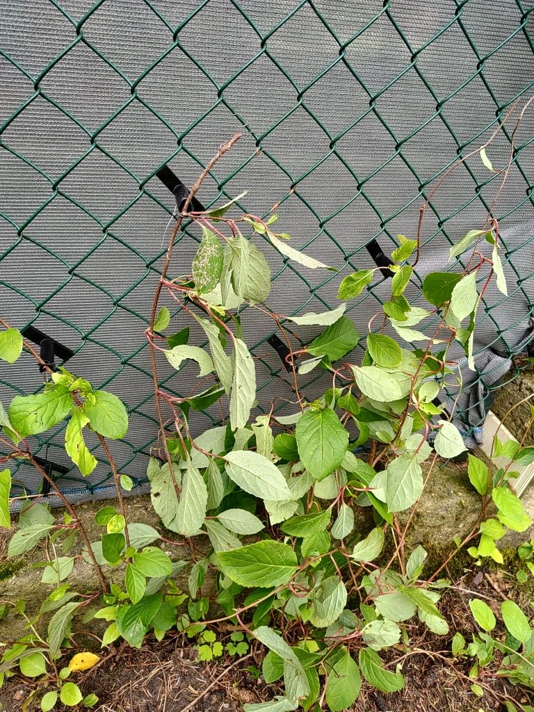 Siatka ogrodzeniowa 6x6cm podpora do roślin uchyt pergola do winorosli